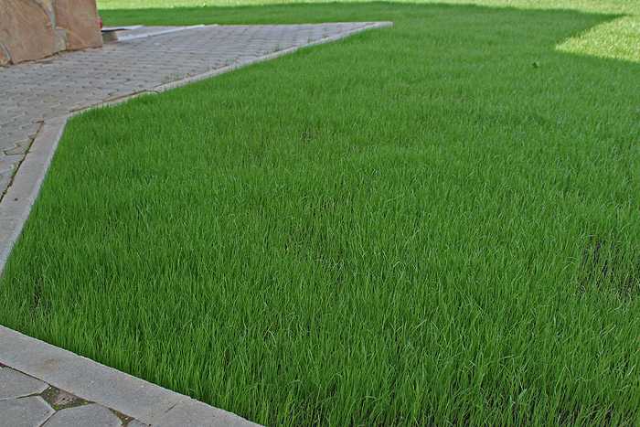 Какая газонная трава лучше и какие семена выбрать для газона на даче