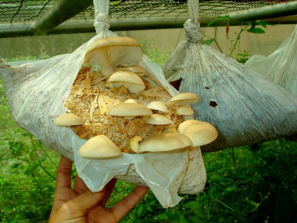Вырастить на даче белые грибы вполне реально!