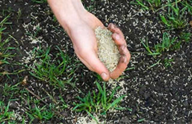 Как правильно посадить газонную траву, чтобы получить хороший газон?