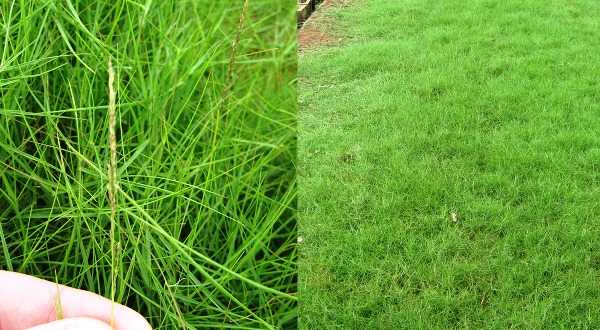 Мятлик однолетний – сорняк или красивое украшение газона?