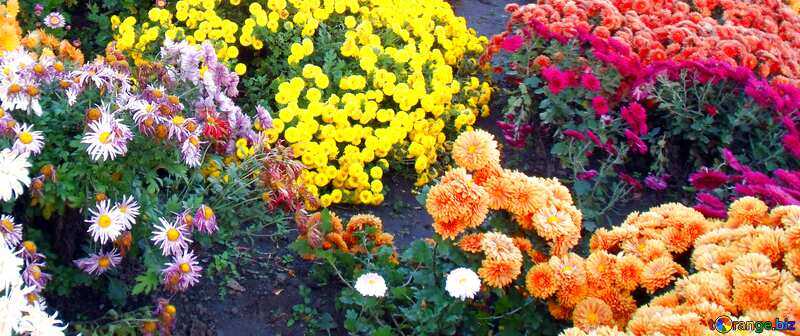 Низкорослые цветы: 150 фото красивых и не сложных в посадке и уходе растений