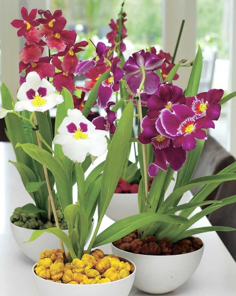 Особенности размножения орхидеи дендробиум. как развести цветок в домашних условиях или теплице?