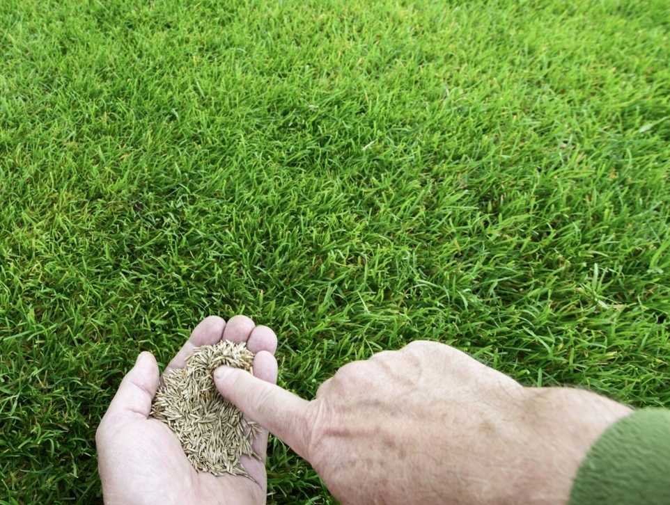 Какую выбрать траву для посадки газона: все, что нужно знать, плюс, примеры на фото