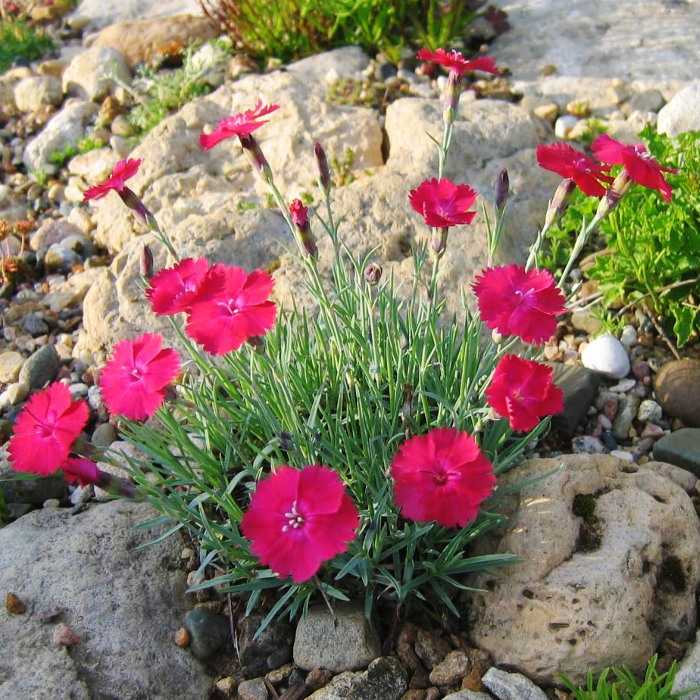 Гвоздика альпийская (32 фото): описание многолетней культуры, морозостойкость. «кахори», «розовая лужайка», «рубин», rose star. посадка и уход