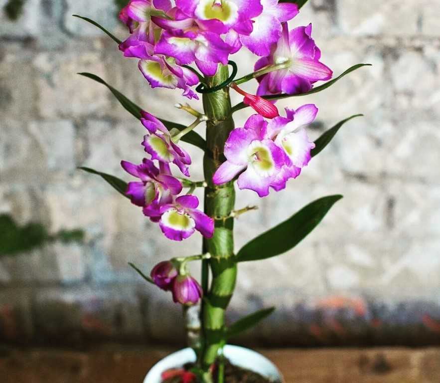 Орхидея дендробиум фаленопсис (23 фото): описание цветка, уход в домашних условиях, способы размножения