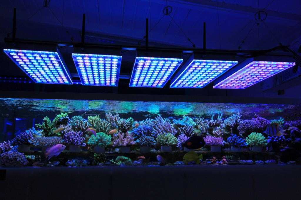 Освещение бассейна: светодиодные подводные led-светильники для подсветки и потолочные лампы, другие варианты