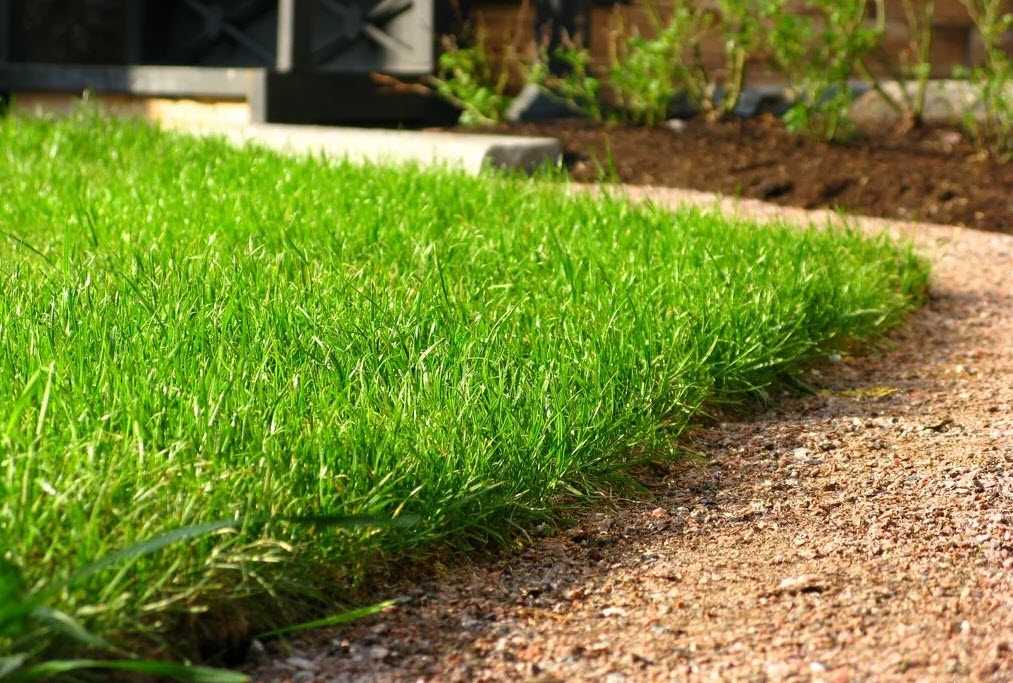Посевной газон: устройство, плюсы и минусы. лучше ли он рулонной газонной травы и какой газон выбрать для частного дома? технология укладки