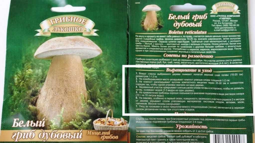 Какие и как вырастить грибы на даче своими силами