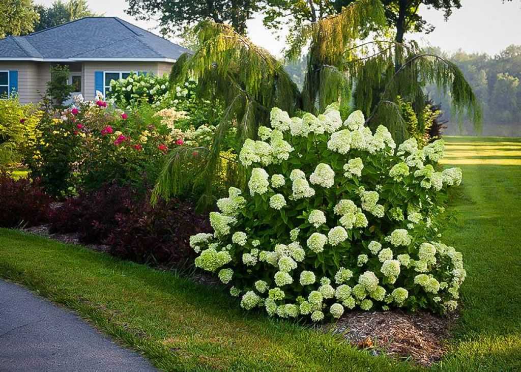 Гортензия и плетистая роза соседство фото