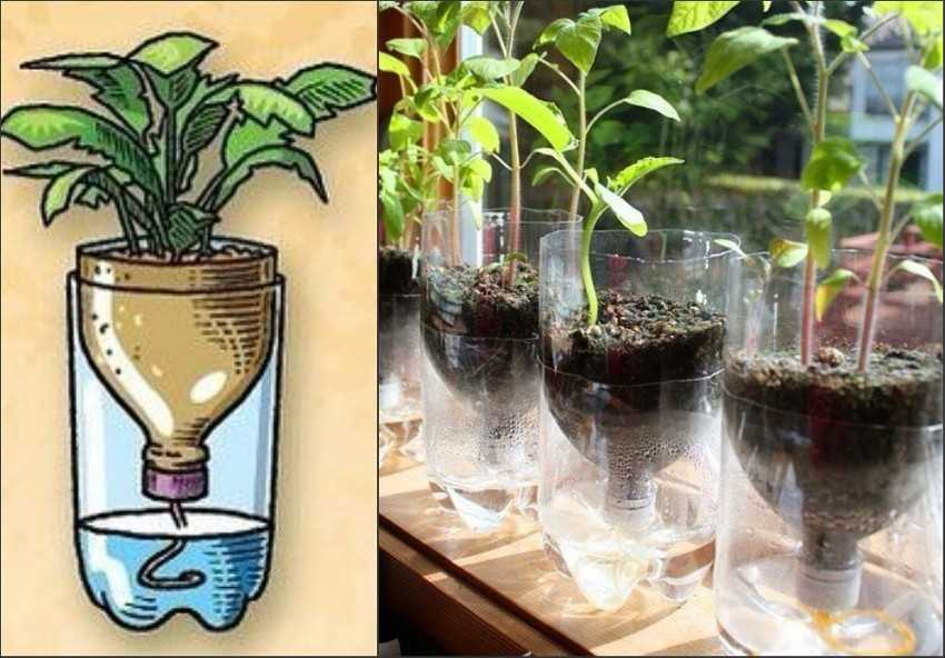 Автополив для комнатных растений своими руками: как сделать систему автополива для цветов из пластиковых бутылок и из капельницы в домашних условиях?