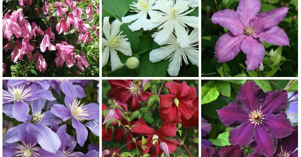 Зимостойкие сорта  клематиса - фото и описания, отзывы садоводы
