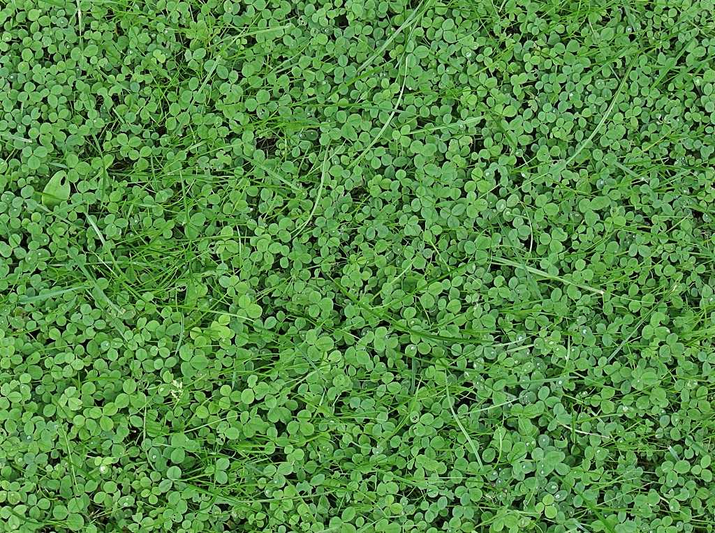 Спортивный газон (47 фото): виды газонной травы, семена и состав, через сколько всходит, как сажать и ухаживать, отзывы