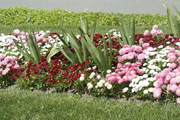 Низкорослые садовые цветы (28 фото): многолетние и однолетние декоративные карликовые виды и сорта цветов для дачи, примеры клумб