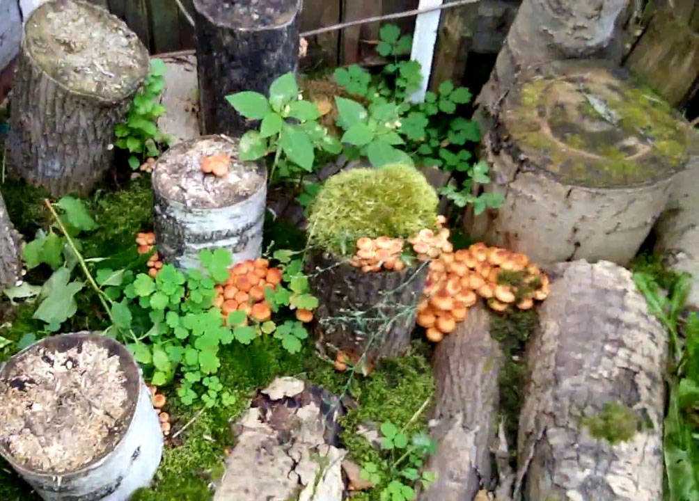 Выращивание грибов на даче и в огороде (мини-инструктаж)
выращивание грибов на даче и в огороде (мини-инструктаж)