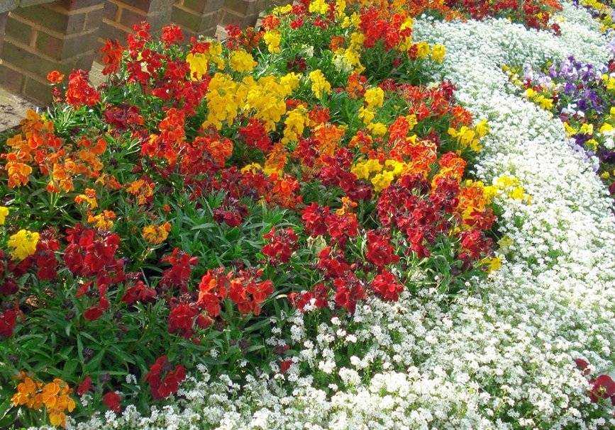 Низкорослые цветы для клумбы — самые красивые низкорослые цветы и советы как садить низкорослые цветы правильно (110 фото + видео)