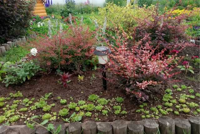 Агротехника барбариса наташи в открытом грунте: как ухаживать, удобрять