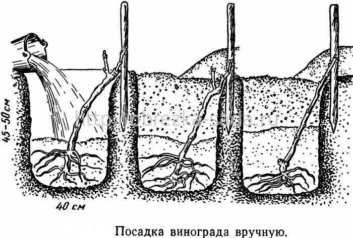 Посадка винограда весной саженцами, черенками, чубуками в домашних условиях