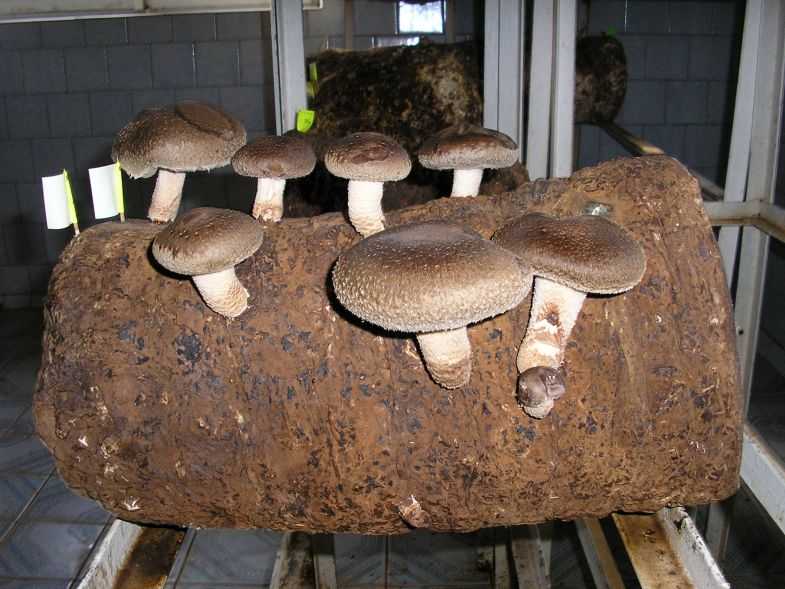Как вырастить лесные грибы на садовом участке