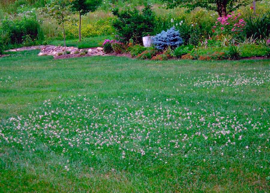 Многолетняя газонная трава: особенности и выбор
