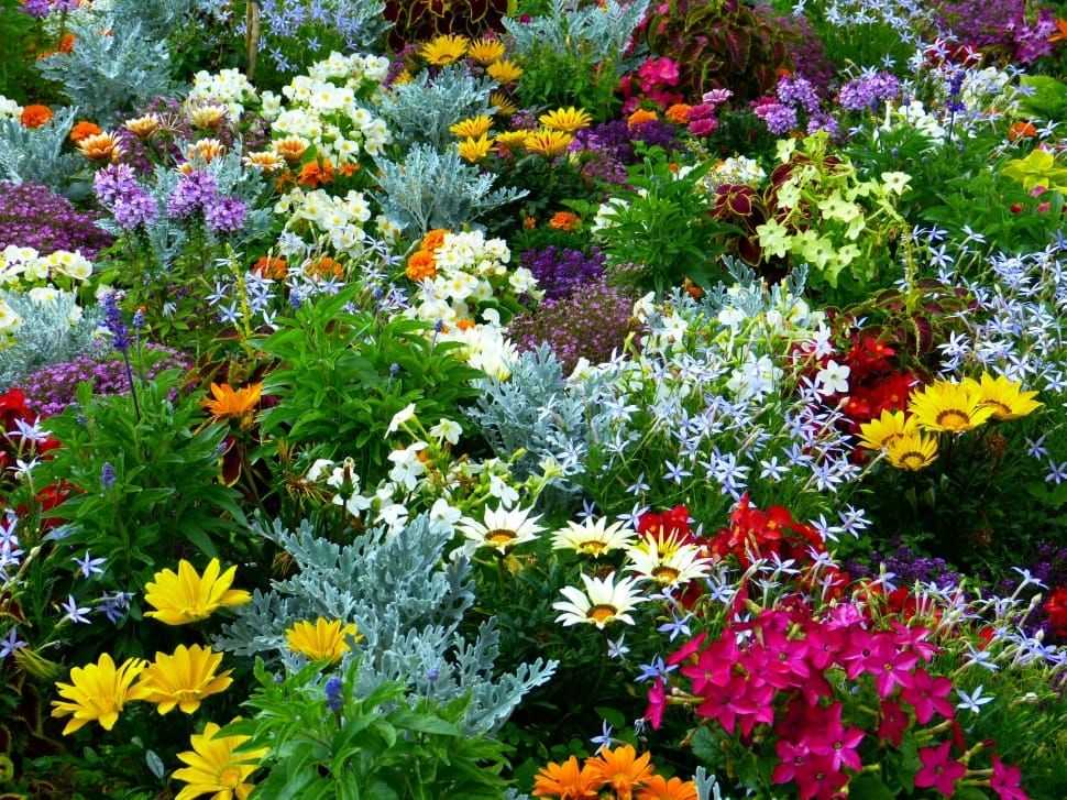 Цветники и клумбы своими руками на даче цветущие все лето (84 фото): низкорослые цветы и их названия, какие лучше посадить однолетние и многолетние виды