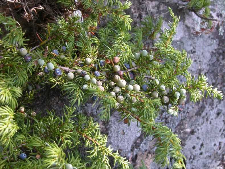 Можжевельник прибрежный шлягер (juniperus conferta schlager)
