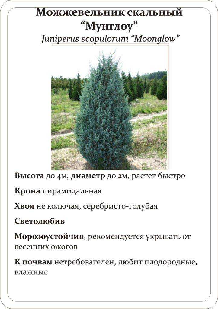 Можжевельник скайрокет (juniperus skyrocket): описание, фото и применение в ландшафте + посадка и уход, отзывы дачников
