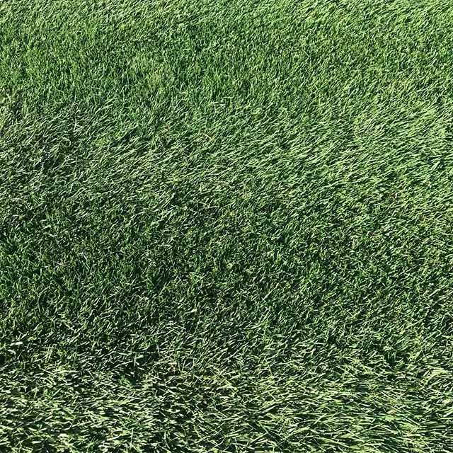 Мятлик луговой как газонная трава: отзывы, плюсы и минусы, посадка, уход