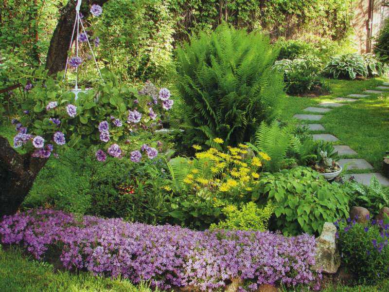 Хвойники в саду и их дизайн, фото и рекомендации