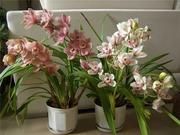 Дендробиумы - одни из самых неприхотливых в уходе орхидей Как правильно пересаживать и размножать растения Рассмотрим красивые и популярные сорта этого вида