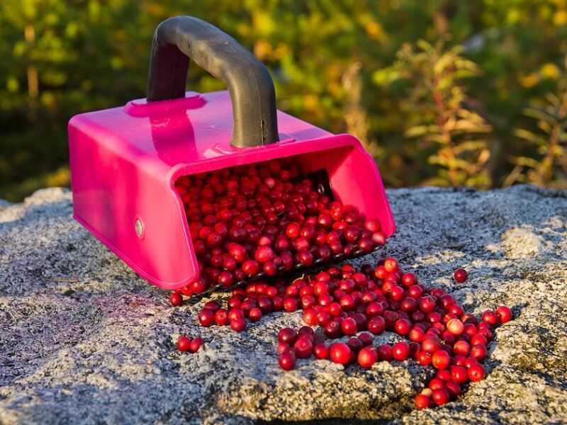 Ягодоуборочный комбайн и другие инструменты для сбора ягод Приспособление для сбора черники, клюквы, облепихи и других видов ягодных культур