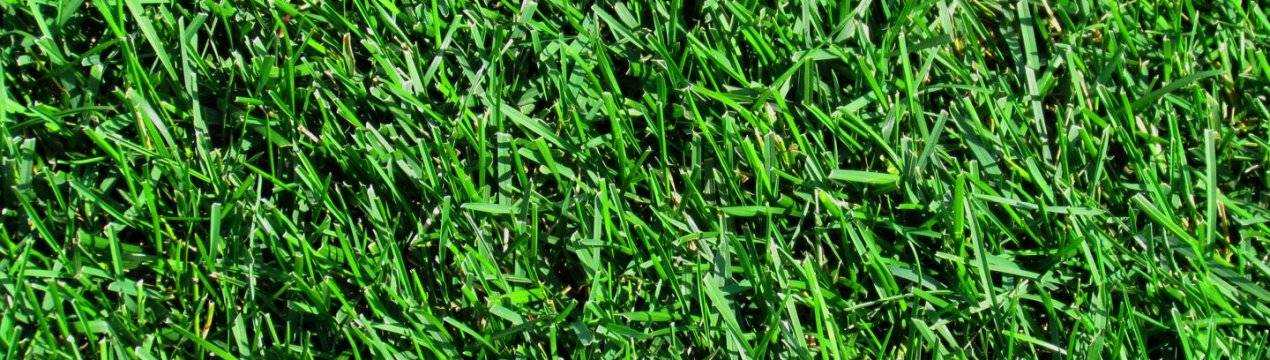 Мятлик луговой — идеальный газон для приусадебного участка