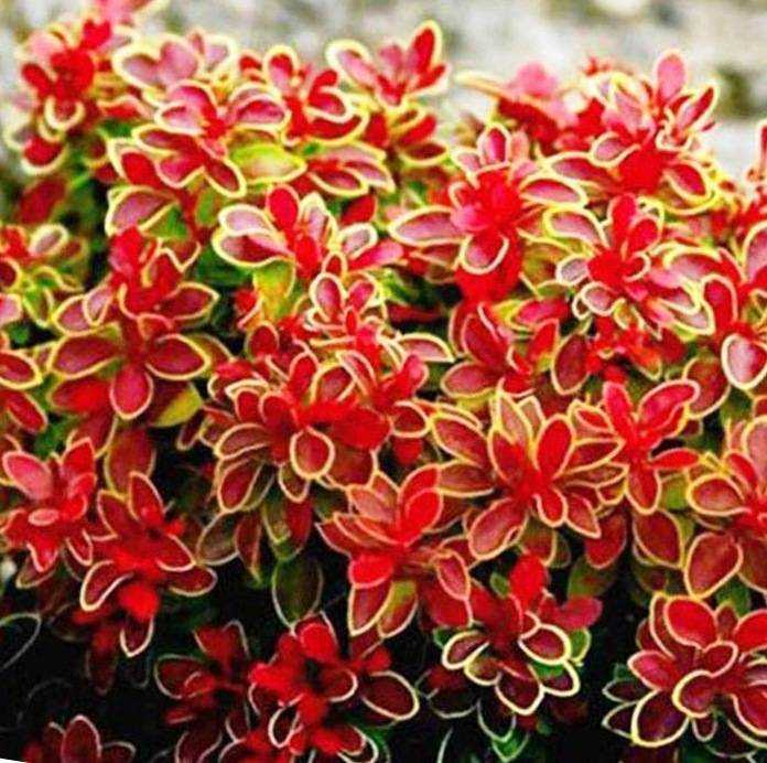 Барбарис «Адмирейшн» – это красивое растение с интересным описанием Каким может быть использование в ландшафтном дизайне этого цветка Как происходит посадка и уход От каких заболеваний стоит защищать растение