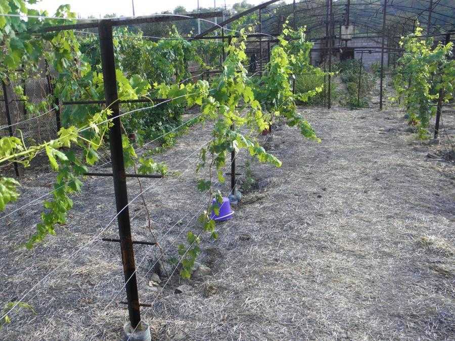 Шпалера для винограда - 125 фото и видео как построить оптимальные опоры для выращивания винограда