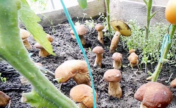 Как вырастить белые грибы в домашних условиях: выращивание на приусадебном участке, видео