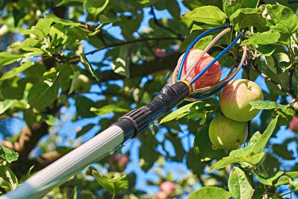 Приспособление для сбора вишни и черешни: устройство плодосъемника для сбора вишни с высокого дерева. как пользоваться плодосборником?