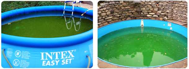 Полезные советы, как очистить бассейн от зелени в домашних условиях