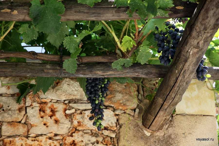 Беседка для винограда (35 фото): виноградная конструкция из металла своими руками