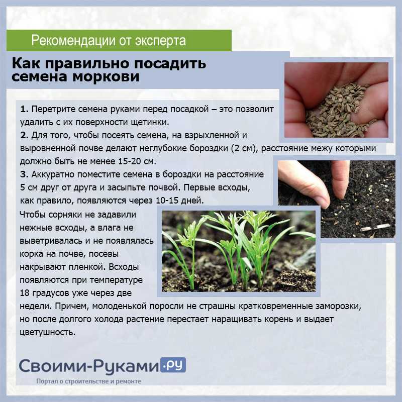 Через сколько дней всходит газон? 20 фото как быстро прорастают семена сразу после посева весной? почему не всходит после зимы?