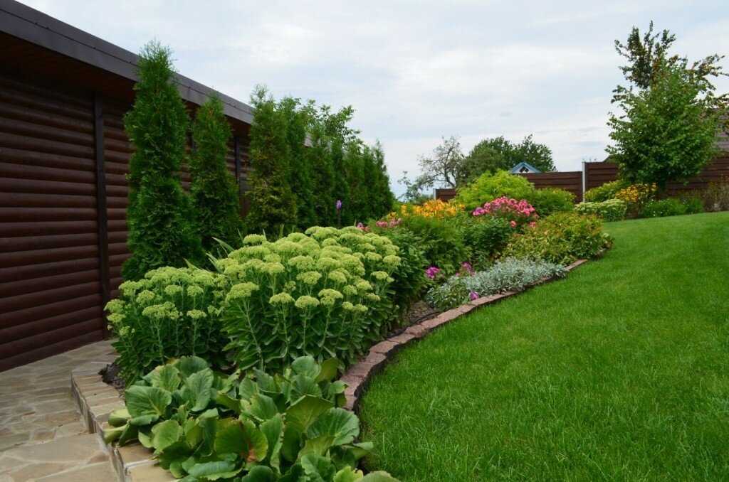 Хвойные растения для сада и дачи: фото с названиями, в том числе карликовые, тенелюбивые и другие