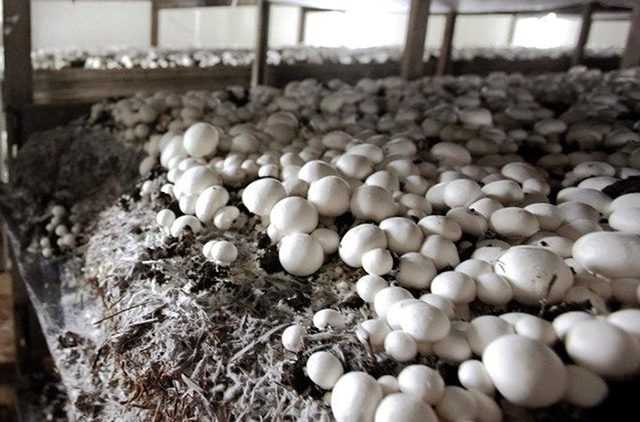 Как вырастить белые грибы на дачном участке?