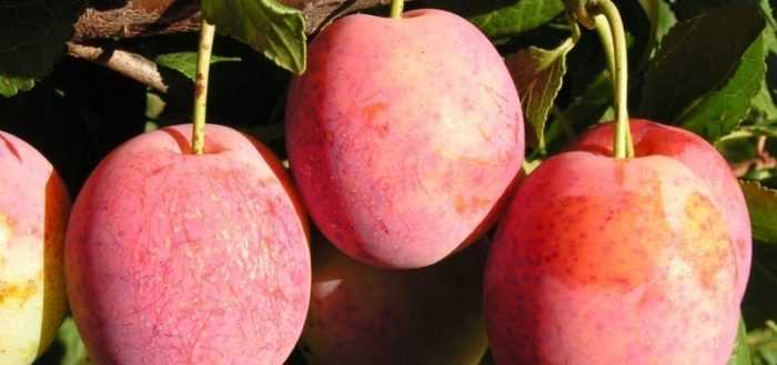 Сизигиум ямбоза, syzygium jambosмалабарская слива, или розовое яблоко