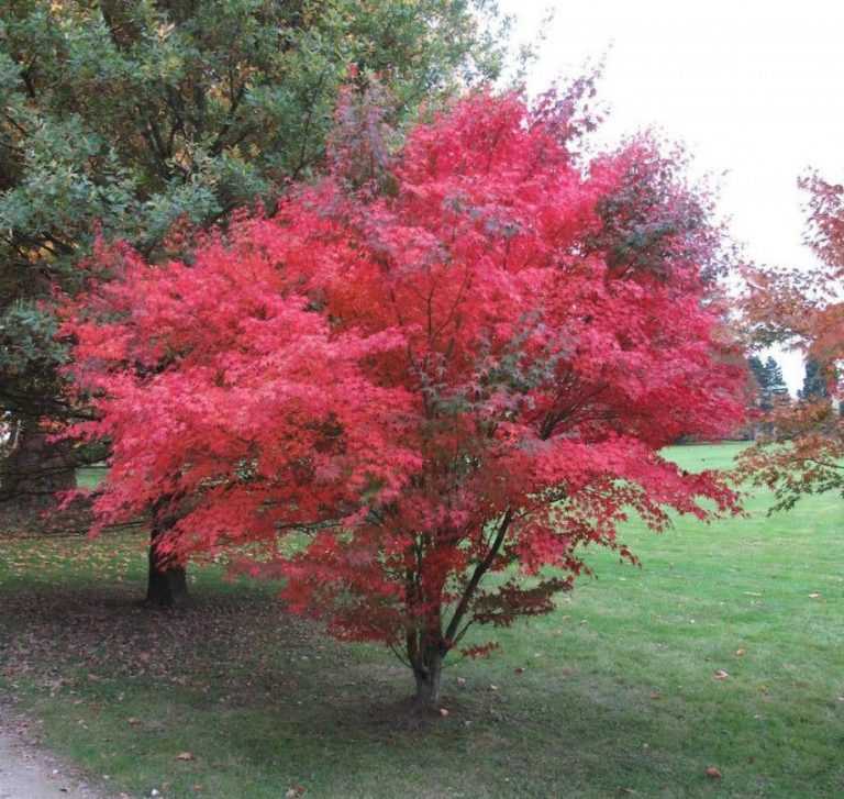 Клен канадский (сахарный): фото, описание дерева и листьев, где растет?