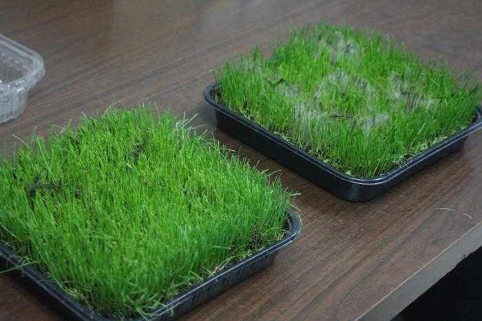 Многолетняя газонная трава (23 фото): как выбрать семена для газона? быстрорастущие и виды, не требующие кошения и ухода