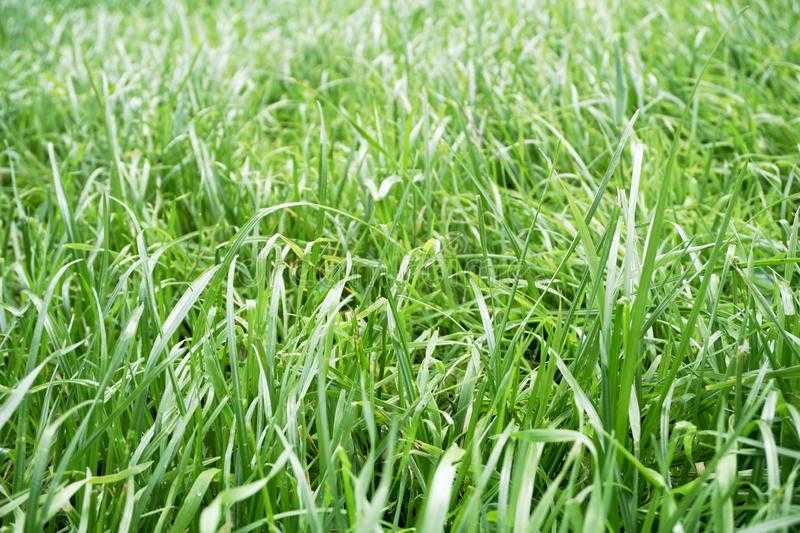Полевица побегоносная как газонная трава, отзывы. преимущества и недостатки