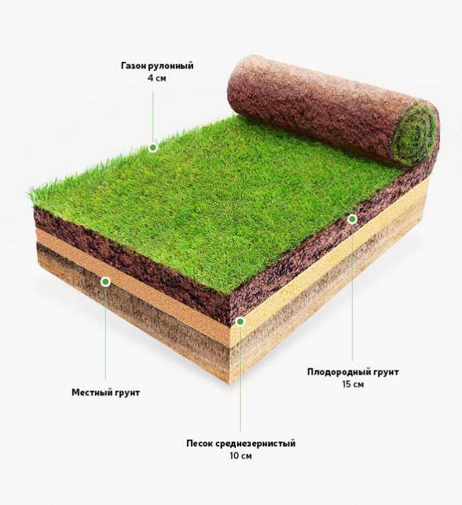 Газон на даче: примеры травяного покрытия с фото