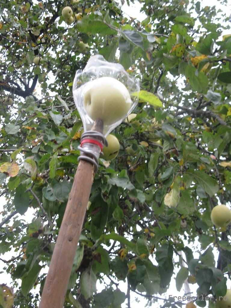 Как и чем снимать плоды с деревьев? популярные инструменты