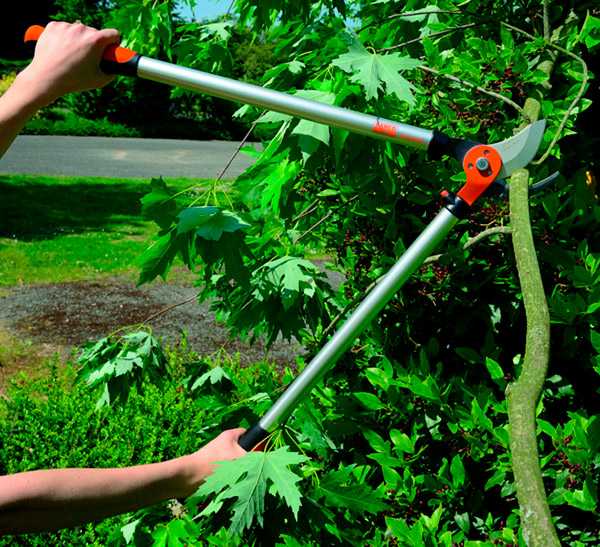 Штанговый сучкорез: особенности высотных садовых сучкорезов на длинной ручке для высоких деревьев. характеристики моделей lux-tools и palisad