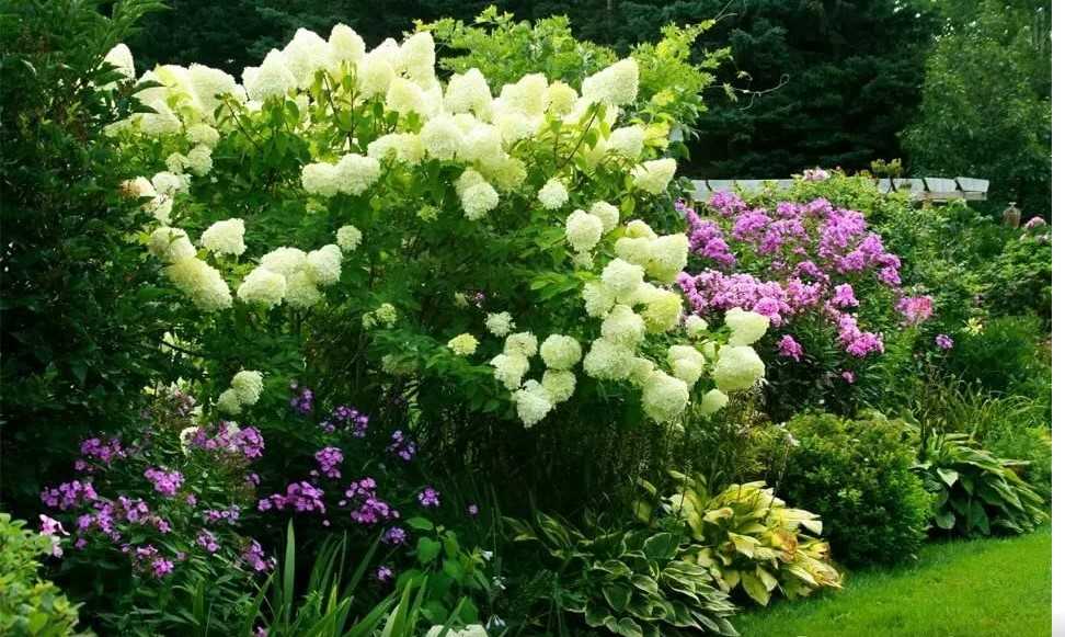 Цветы в ландшафтном дизайне (86 фото): гортензии, ирисы и розы в саду, флоксы и обриета для дачного участка