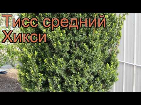 Вопрос: стоит ли высаживать тис на садовом участке? - деревья и кустарники | biologymic.ru
