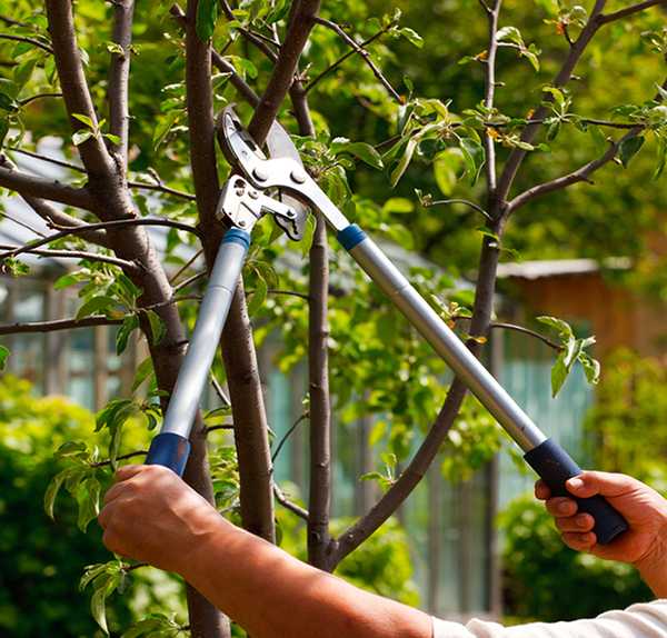 Сучкорезы для обрезки деревьев: лучшие садовые инструменты